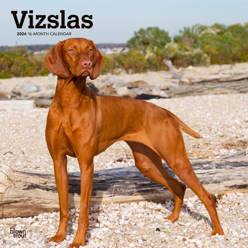 Vizslas 2024 Wall Calendar