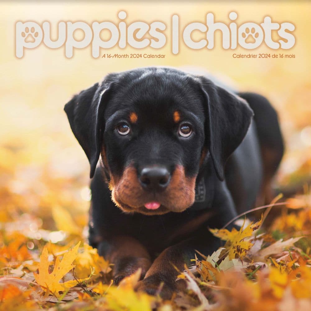 Puppies Bilingual 2024 Wall Calendar (FR)