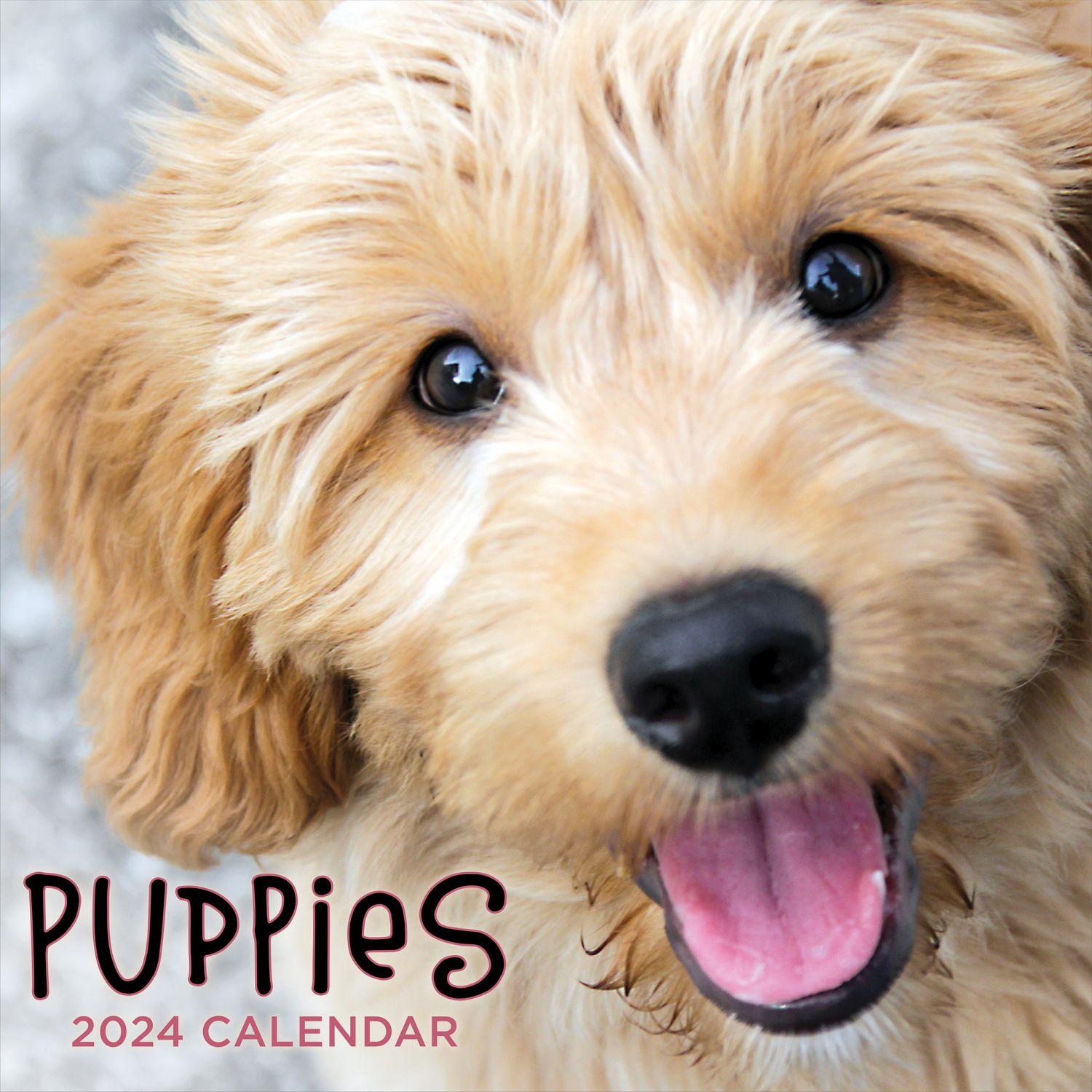 Puppies 2024 Wall Calendar