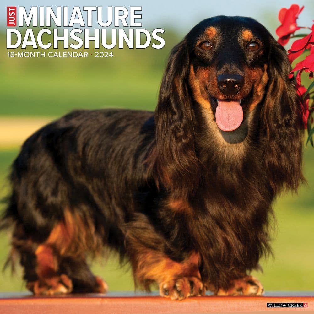 Just Miniature Dachshunds 2024 Wall Calendar