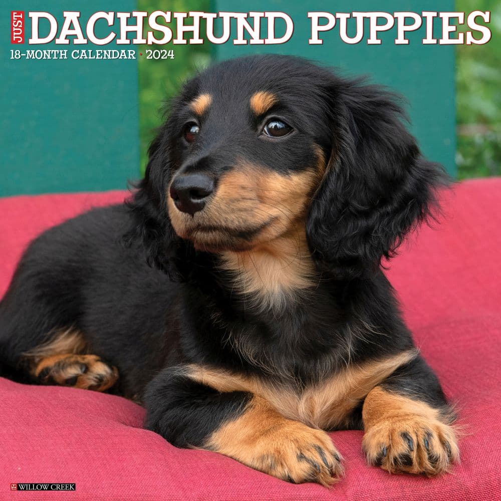 Just Dachshund Puppies 2024 Wall Calendar