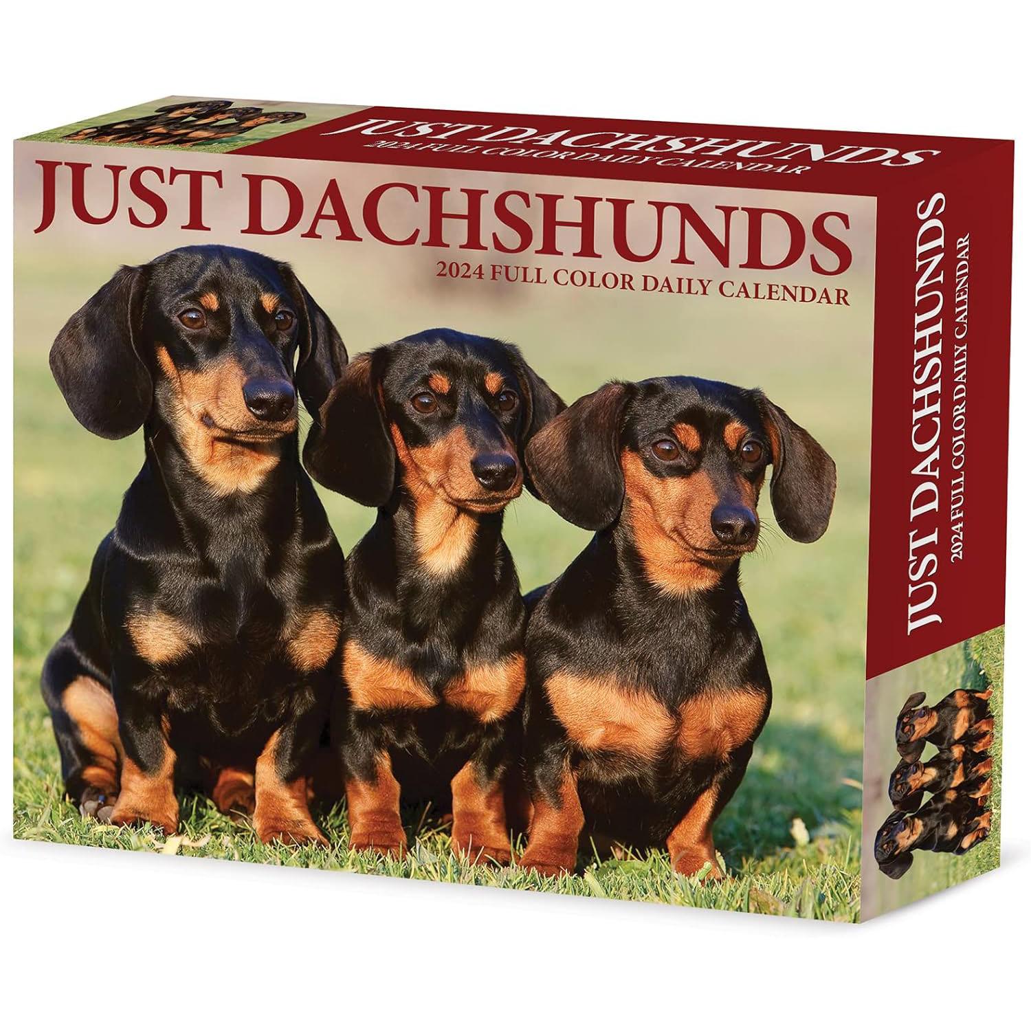 Just Dachshunds 2024 Desk Calendar