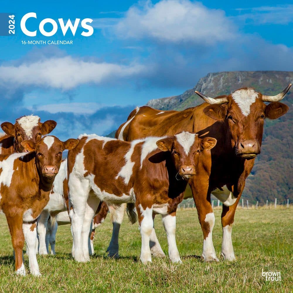 Cows 2024 Wall Calendar