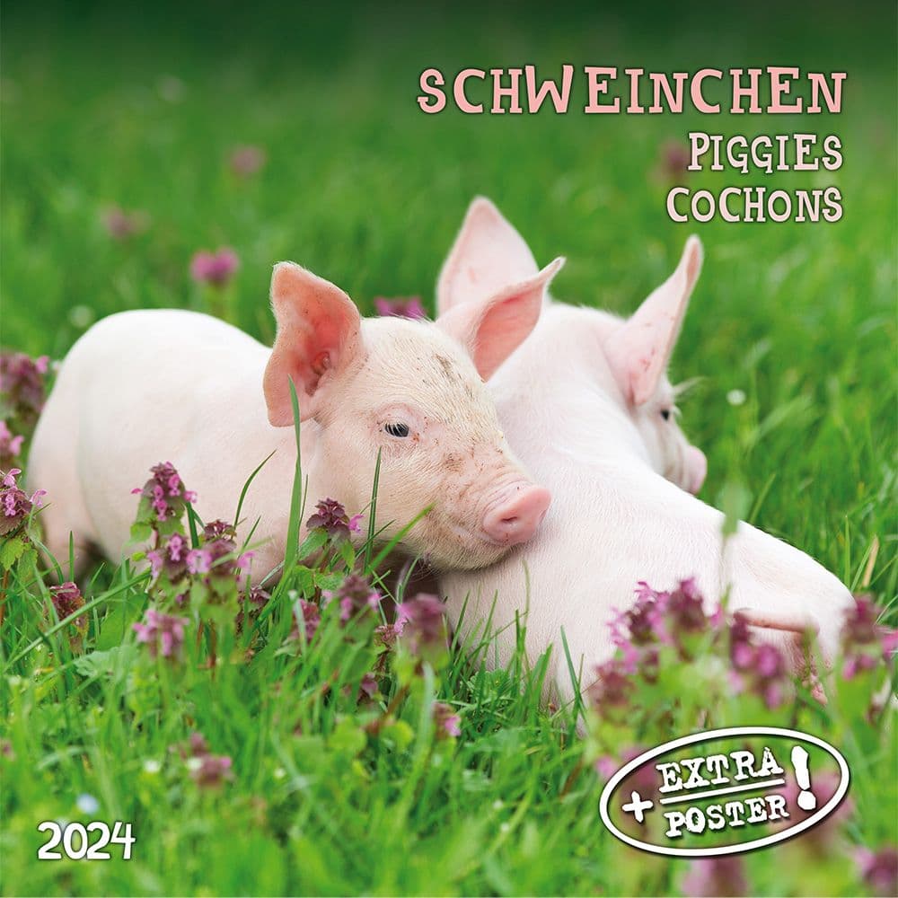 Piggies 2024 Wall Calendar (French)