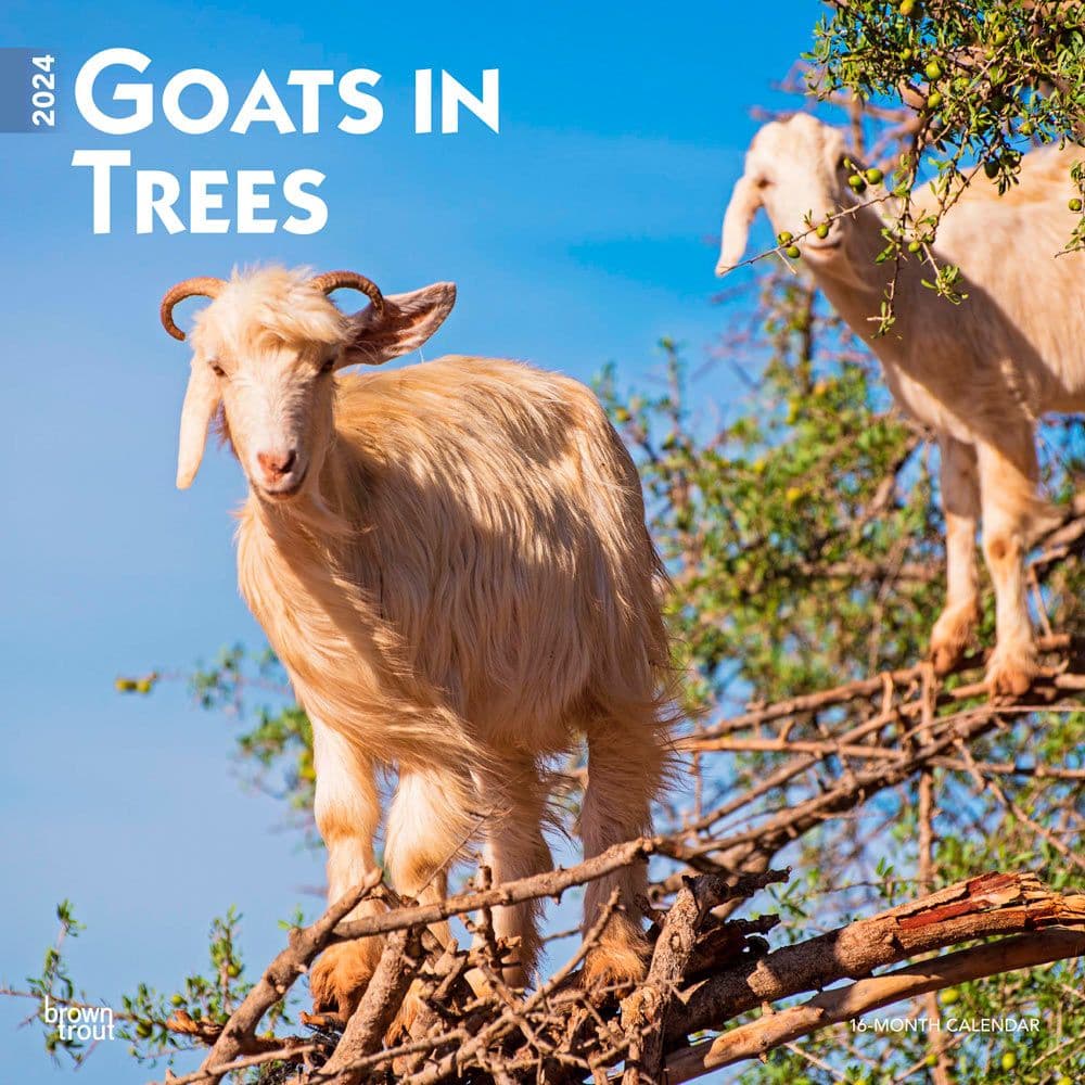 Goats in Trees 2024 Wall Calendar