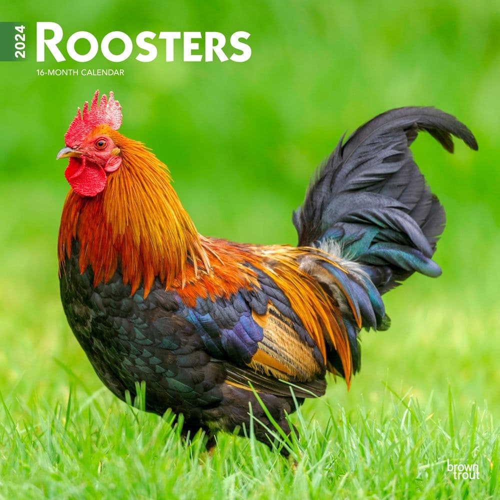 Roosters  2024 Wall Calendar