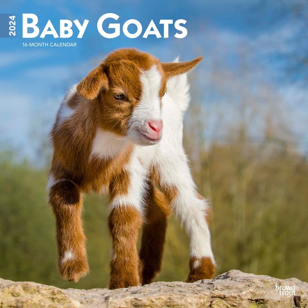 Baby Goats 2024 Wall Calendar