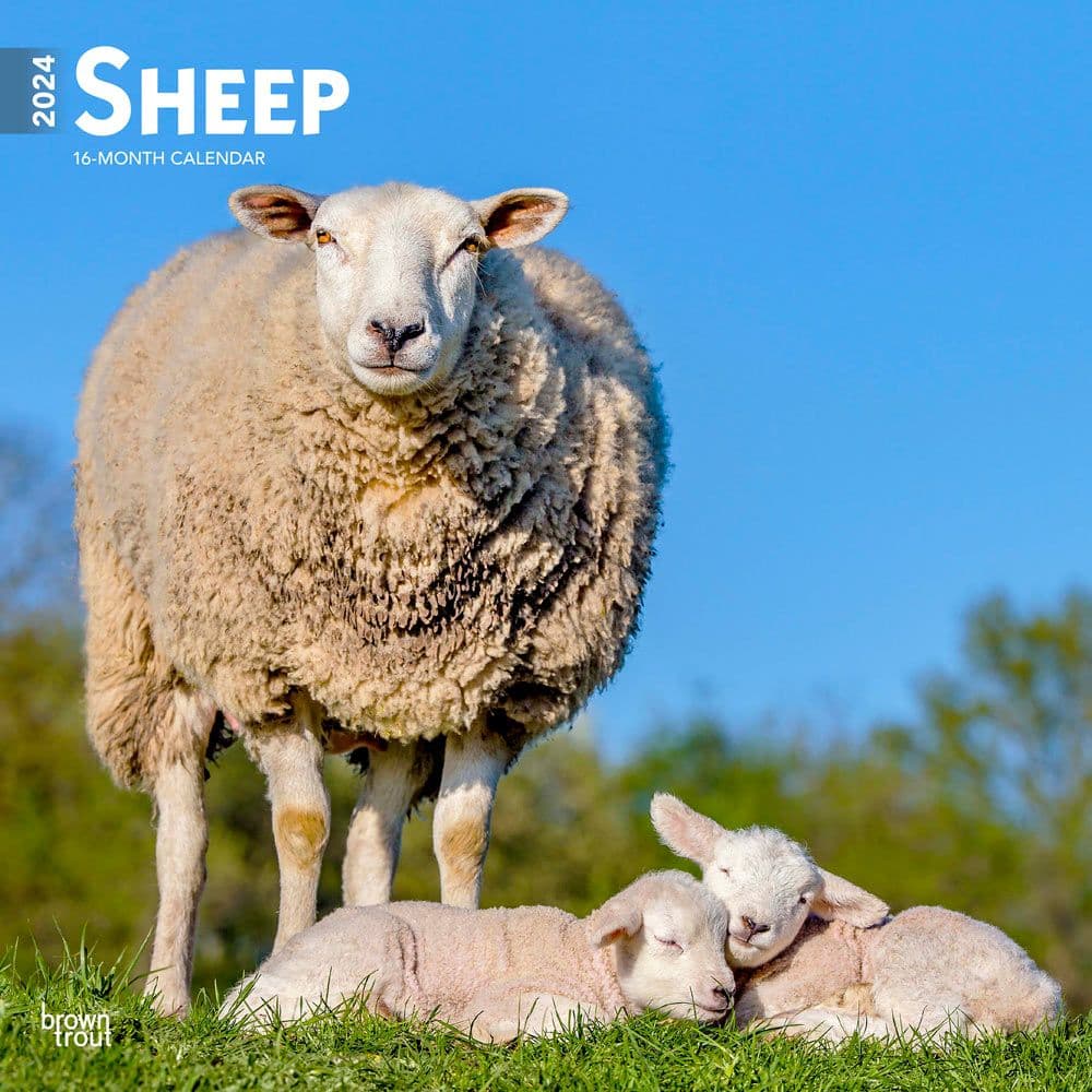 Sheep 2024 Wall Calendar