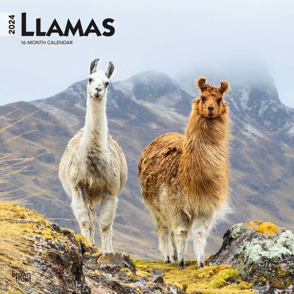 Llamas 2024 Wall Calendar