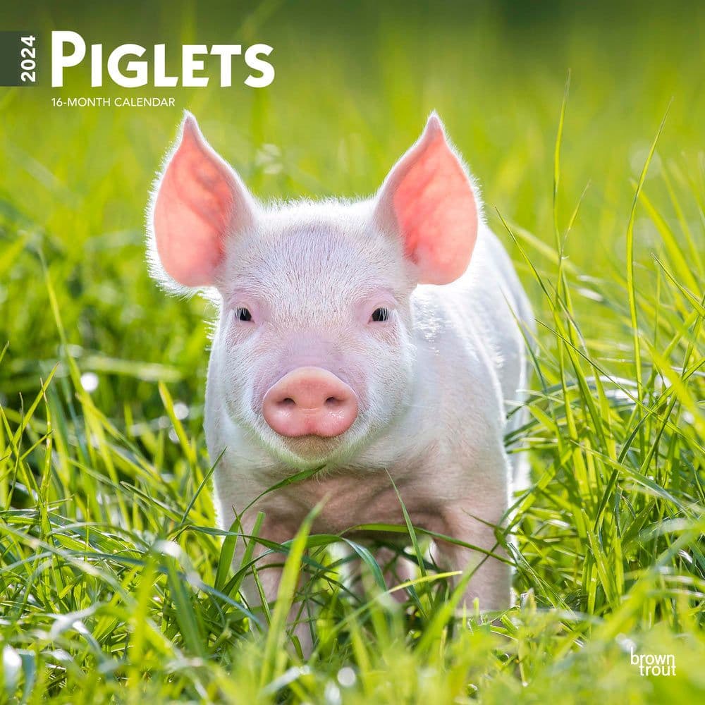 Piglets 2024 Wall Calendar