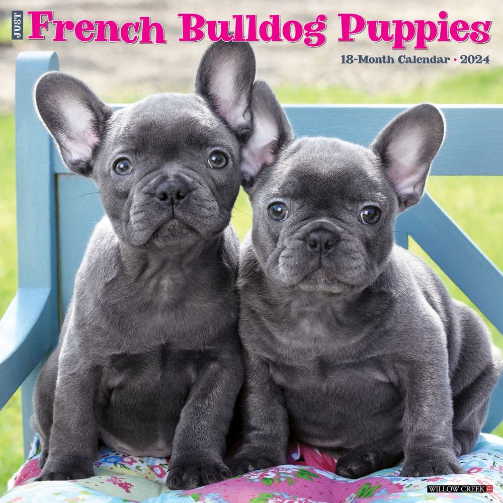 Just French Bulldog Puppies 2024 Wall Calendar