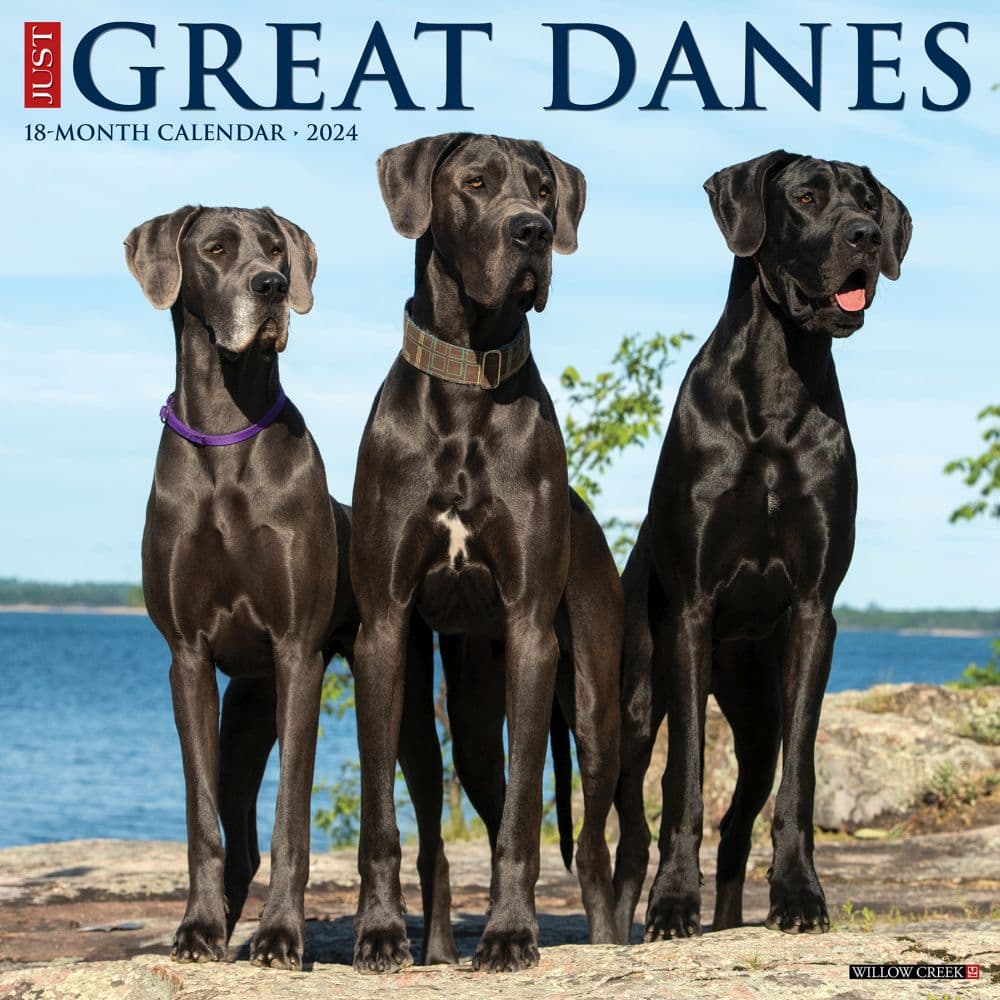 Just Great Danes 2024 Wall Calendar