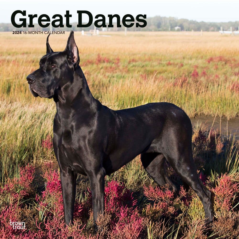 Great Danes 2024 Wall Calendar