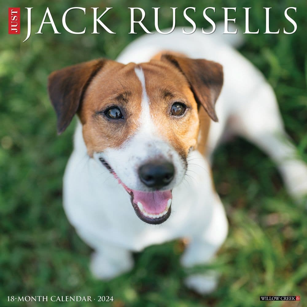 Just Jack Russells 2024 Wall Calendar