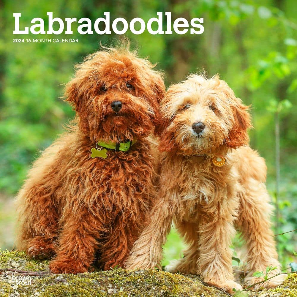 Labradoodles 2024 Wall Calendar