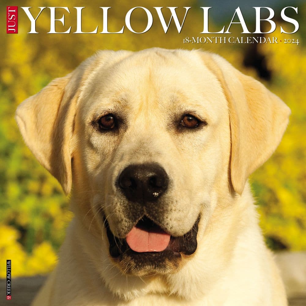 Just Yellow Labs 2024 Wall Calendar