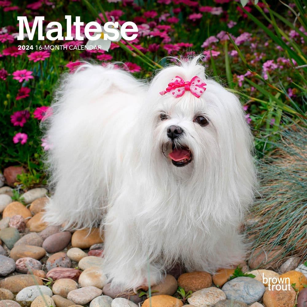 Maltese 2024 Mini Wall Calendar