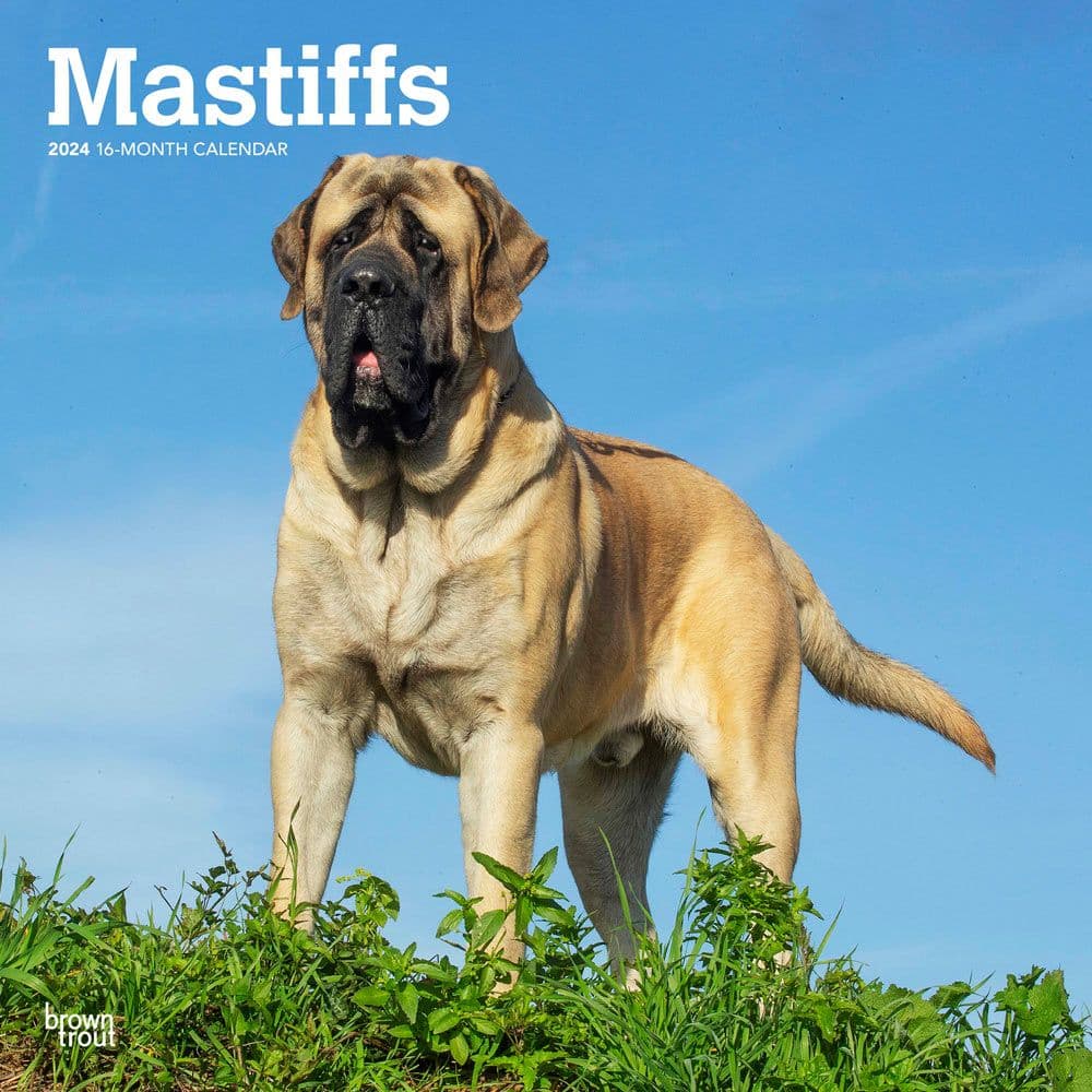 Mastiffs 2024 Wall Calendar