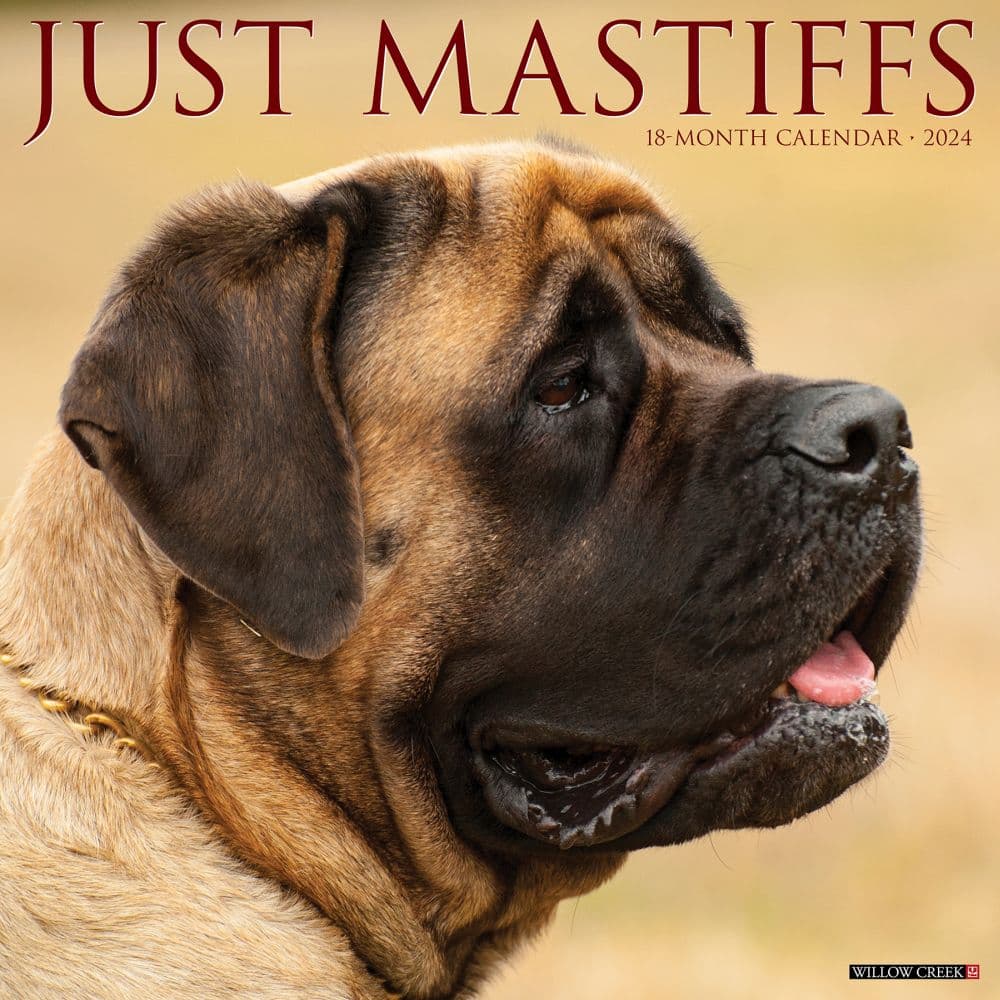 Just Mastiffs 2024 Wall Calendar