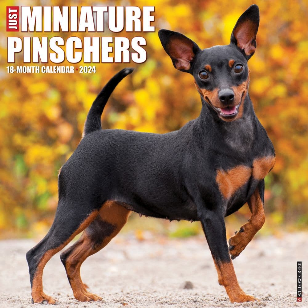 Just Miniature Pinschers 2024 Wall Calendar