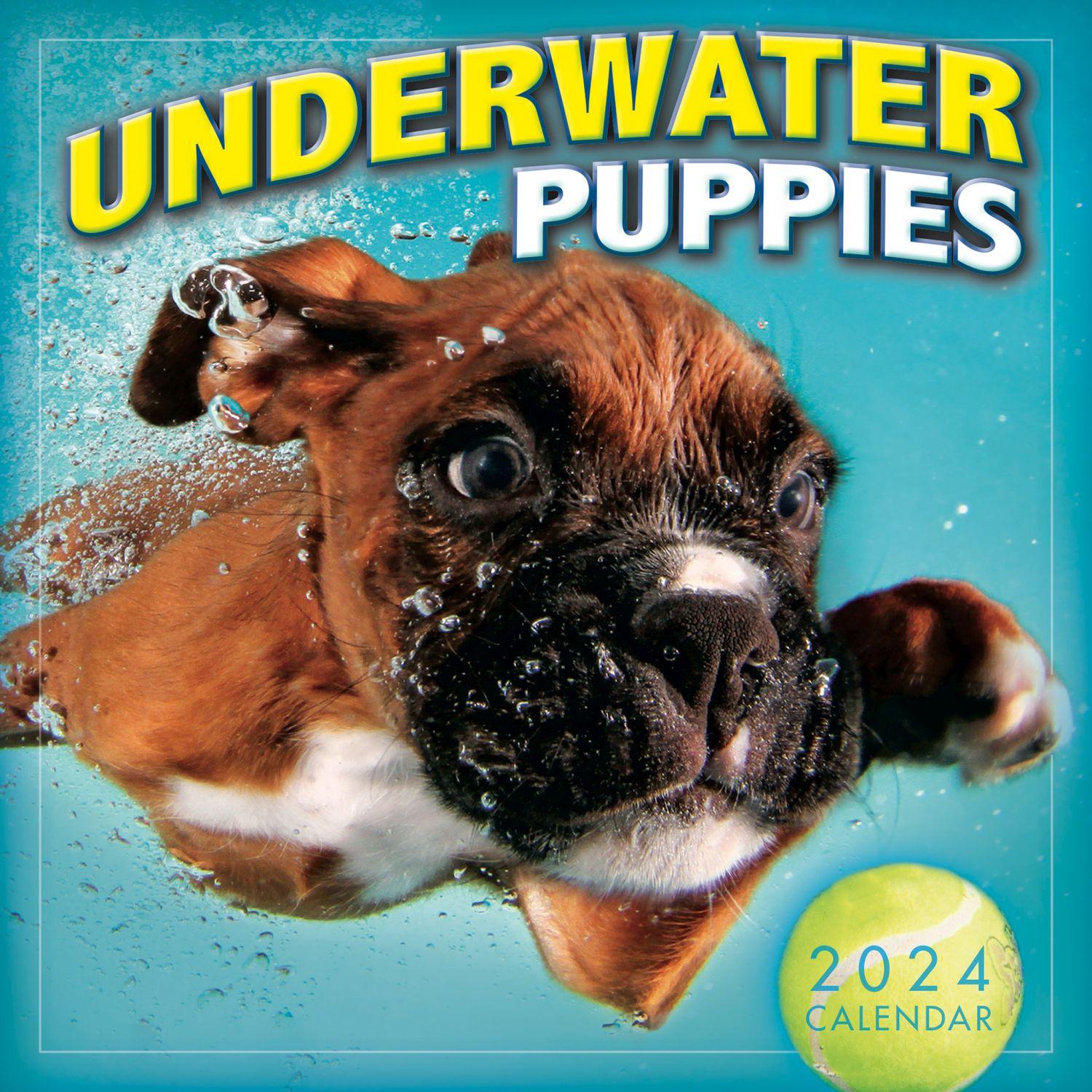 Underwater Puppies by Seth Casteel 2024 Mini Wall Calendar