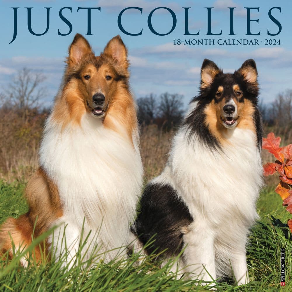 Just Collies 2024 Wall Calendar