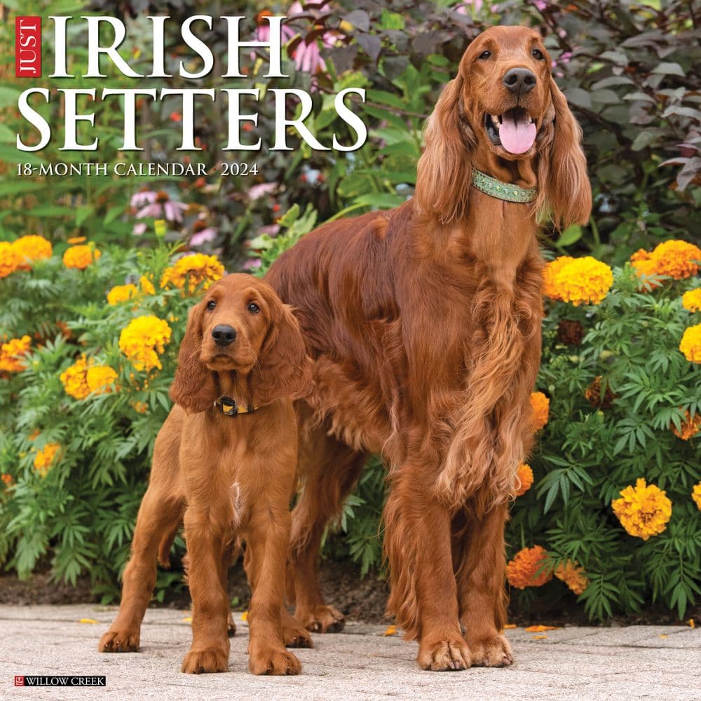 Just Irish Setters 2024 Wall Calendar