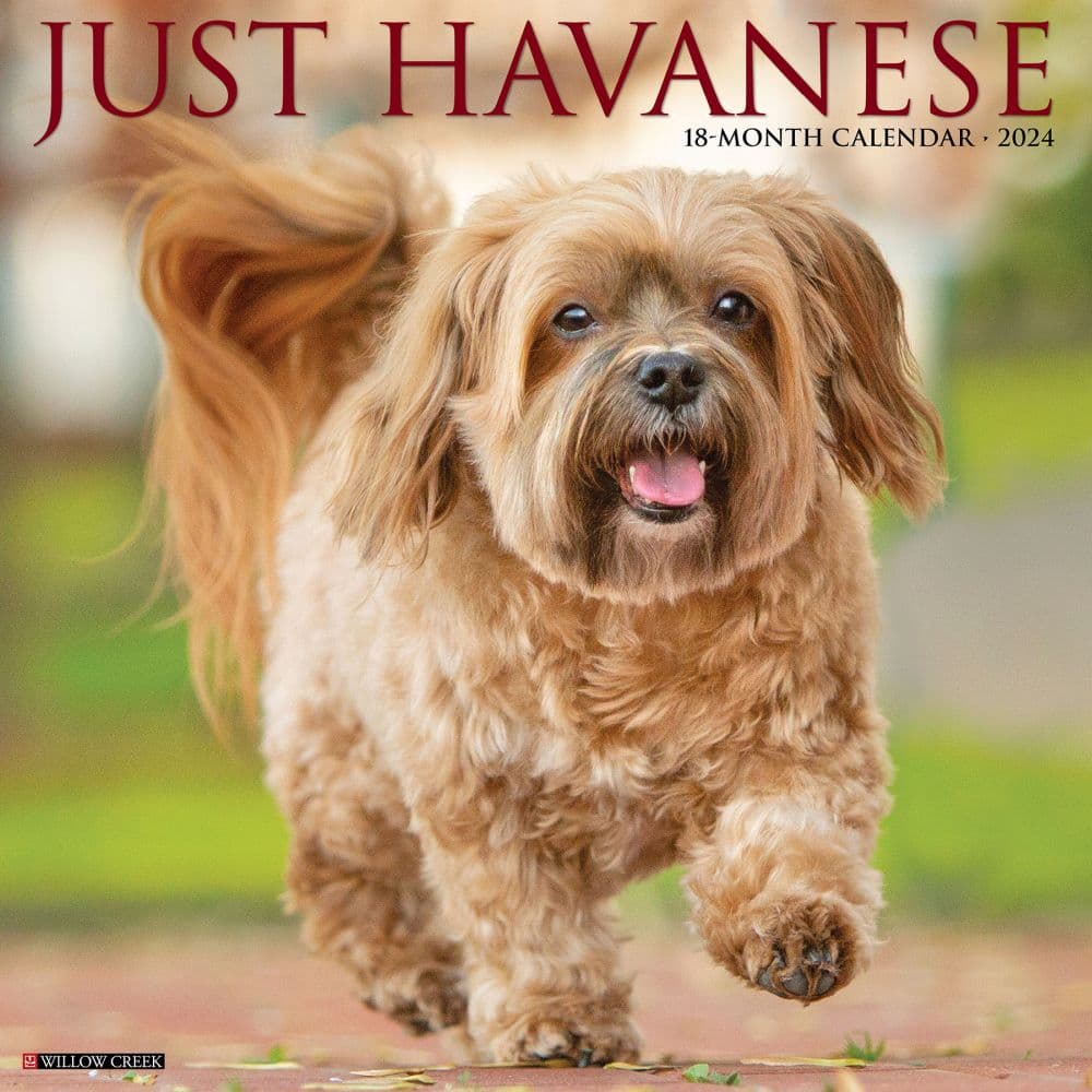 Just Havanese 2024 Wall Calendar