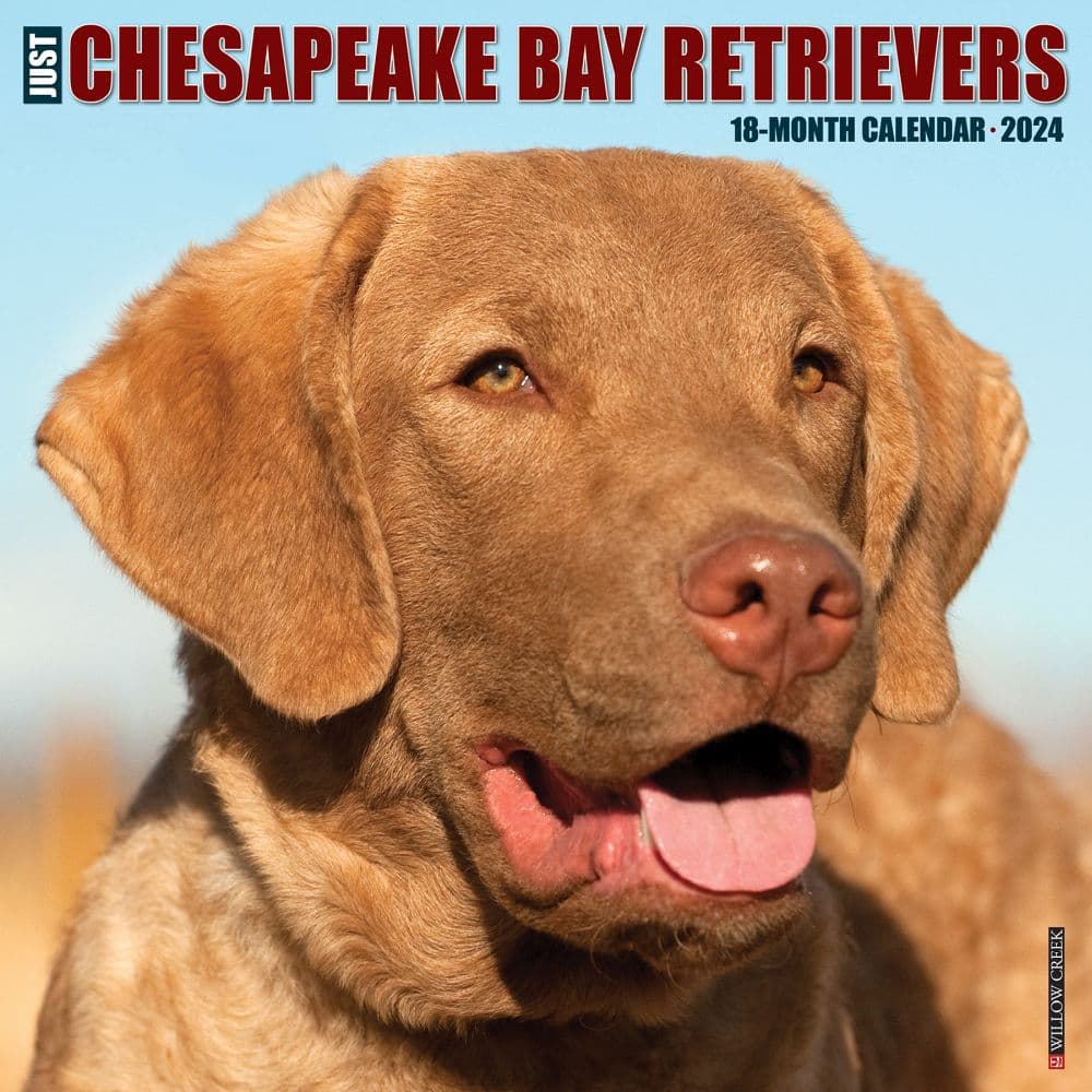 Just Chesapeake Bay Retrievers 2024 Wall Calendar