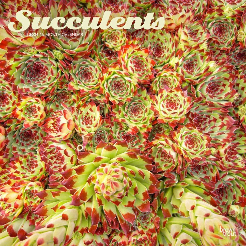 Succulents  2024 Wall Calendar