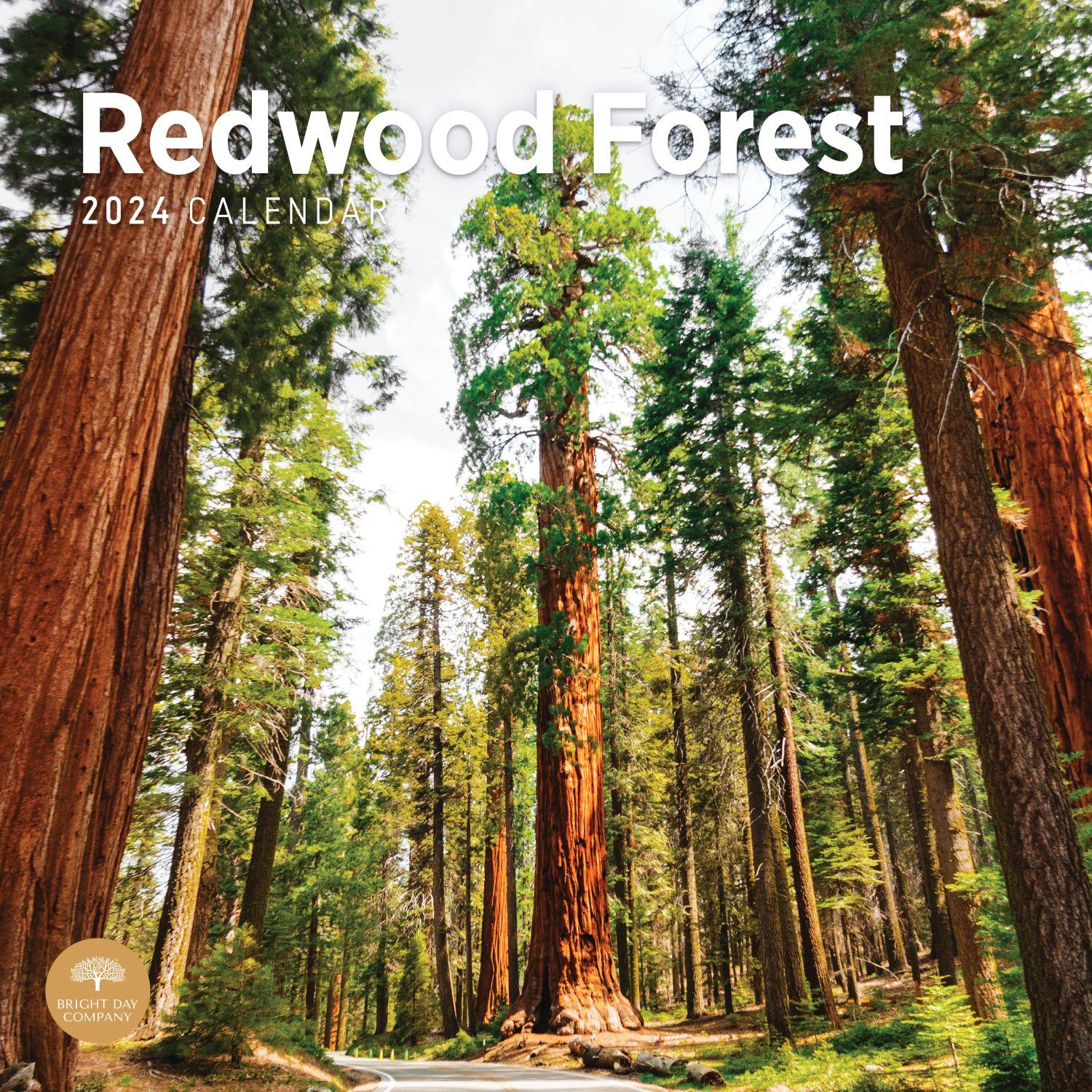 Redwood Forest 2024 Wall Calendar