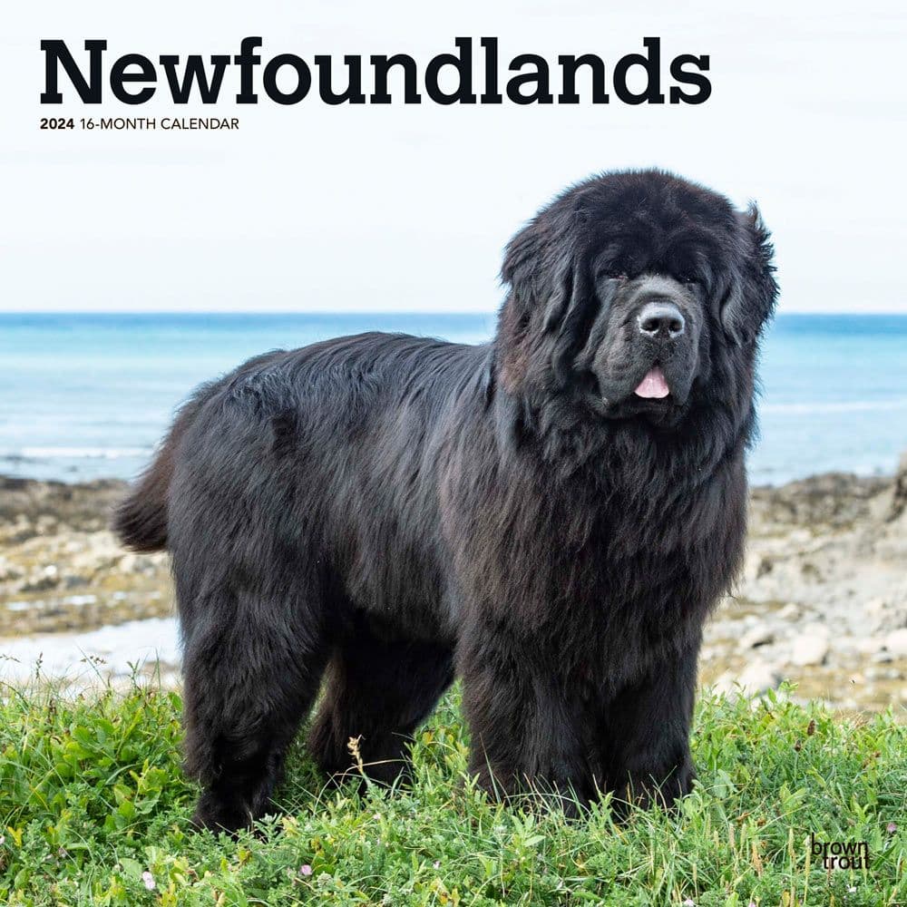 Newfoundlands 2024 Wall Calendar