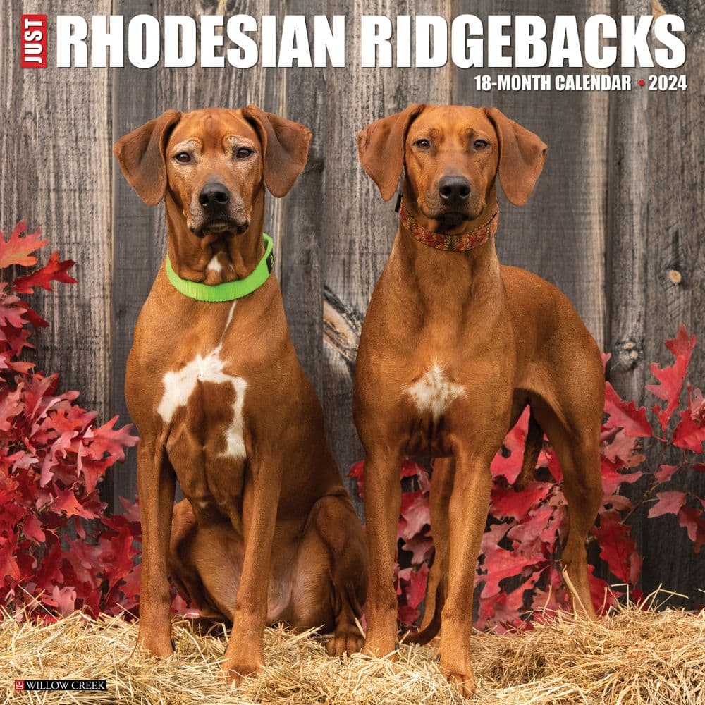 Just Rhodesian Ridgebacks 2024 Wall Calendar