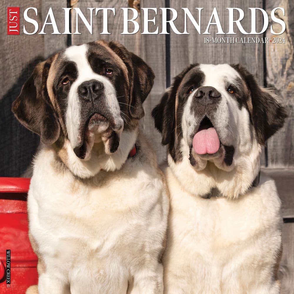 Just Saint Bernards 2024 Wall Calendar