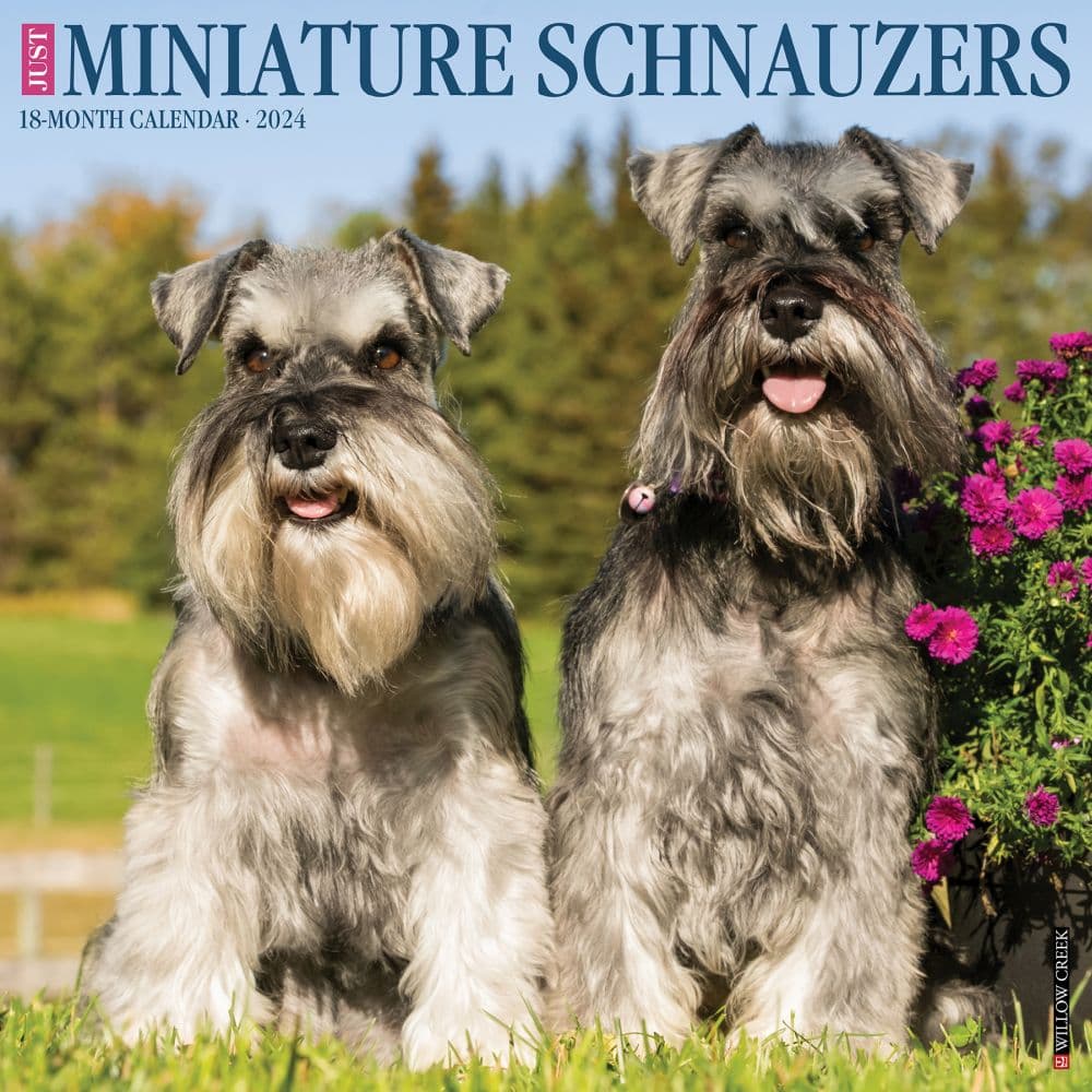 Just Miniature Schnauzers 2024 Wall Calendar