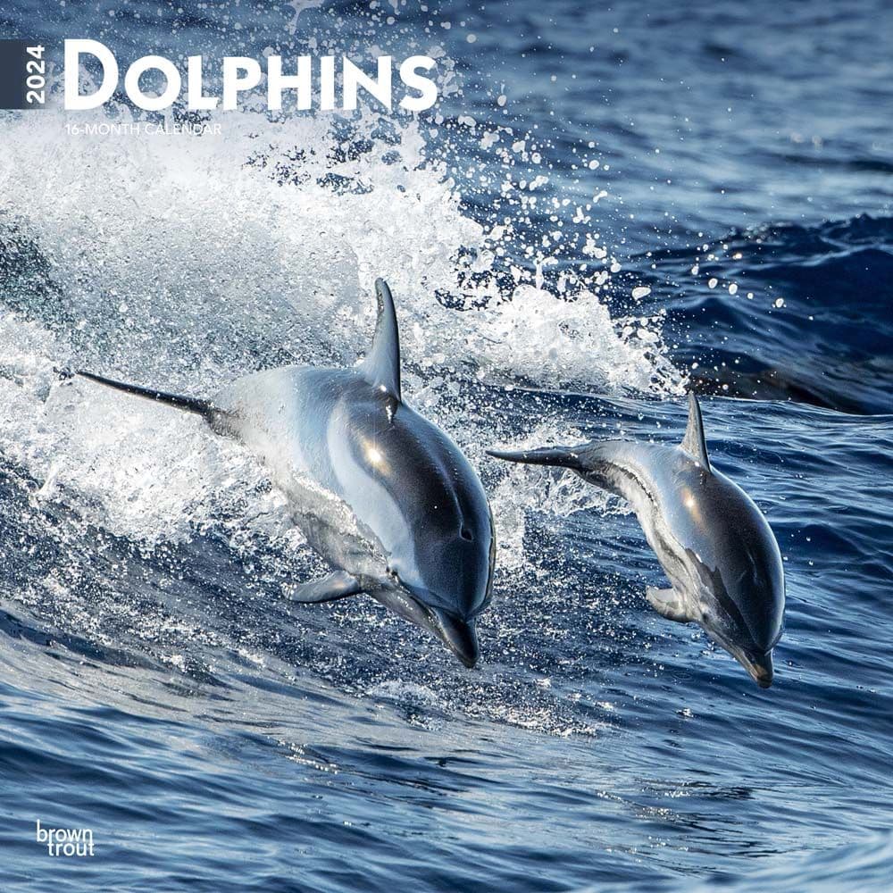 Dolphins 2024 Wall Calendar