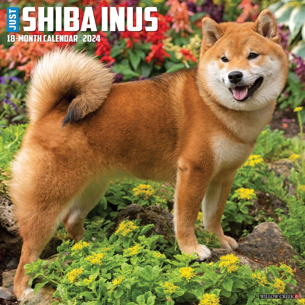 Just Shiba Inus 2024 Wall Calendar