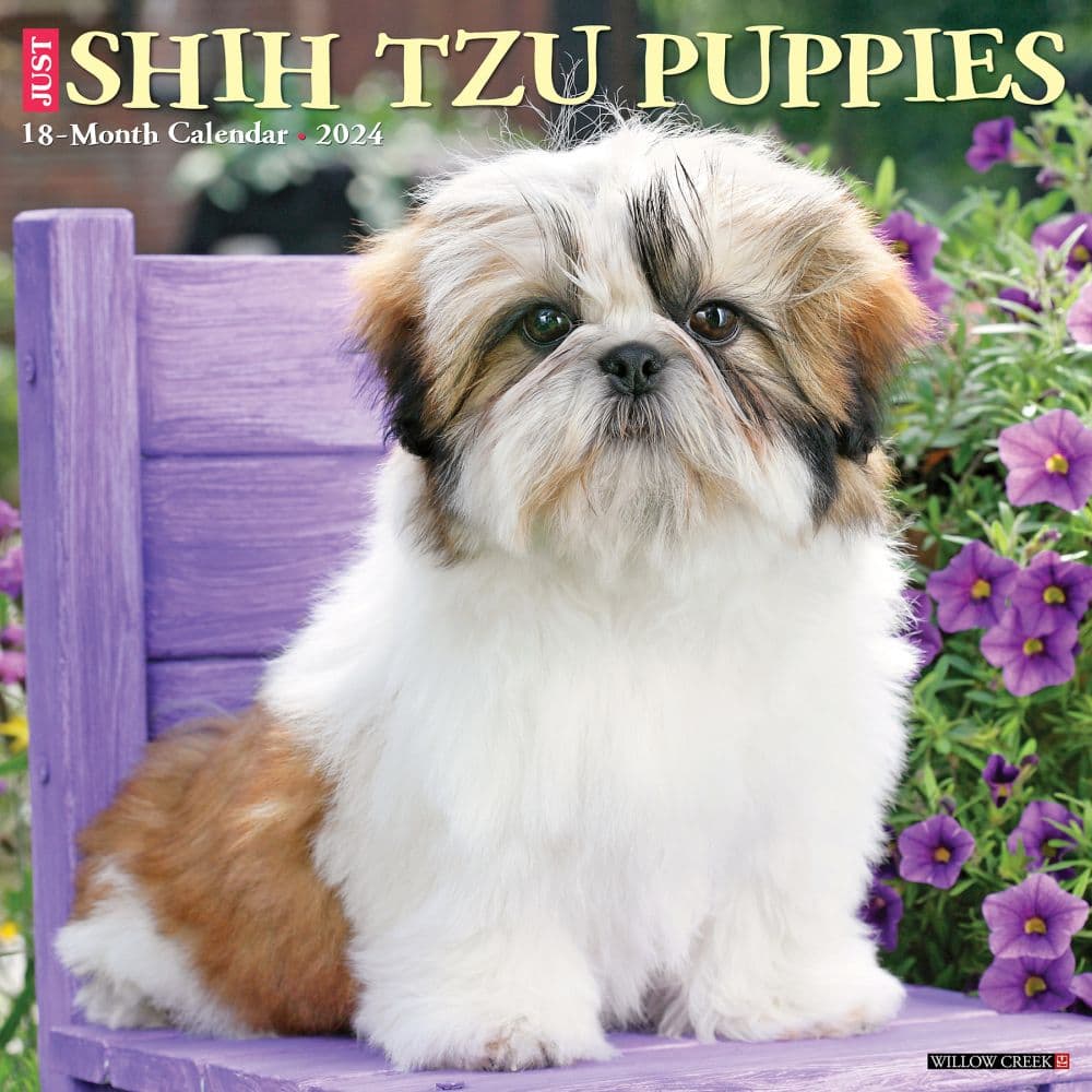 Just Shih Tzu Puppies 2024 Wall Calendar