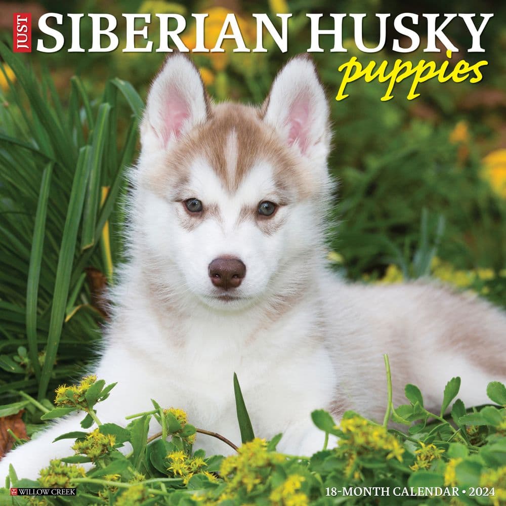 Just Siberian Husky Puppies 2024 Wall Calendar