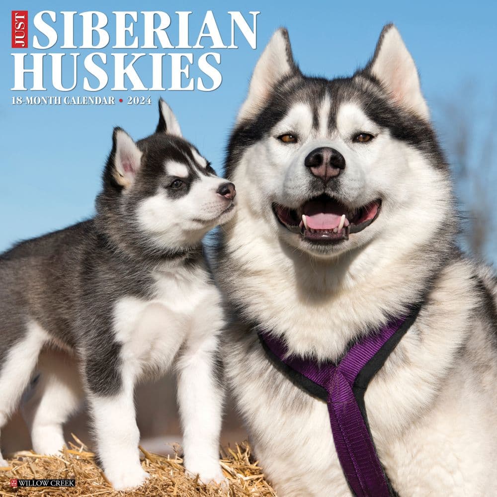 Just Siberian Huskies 2024 Wall Calendar