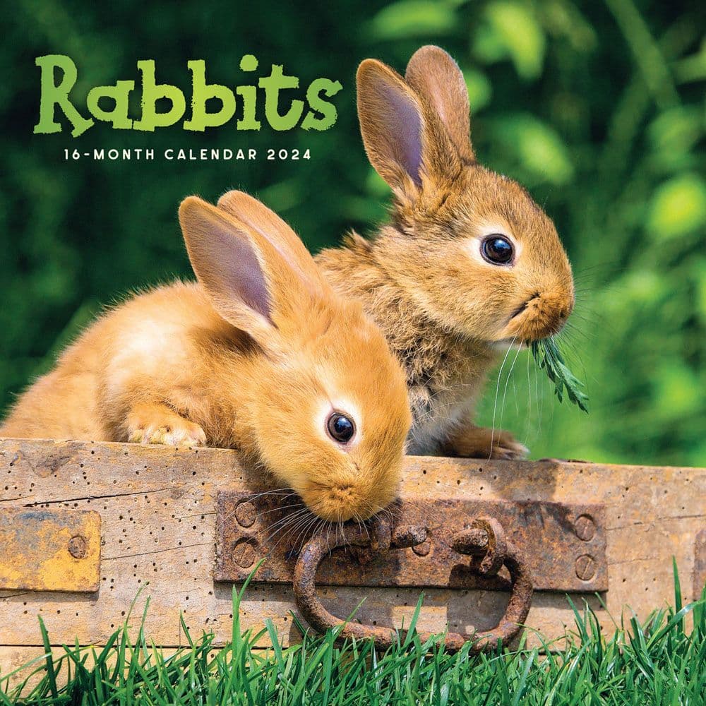 Rabbits 2024 Wall Calendar