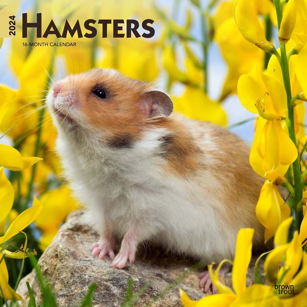 Hamsters 2024 Wall Calendar