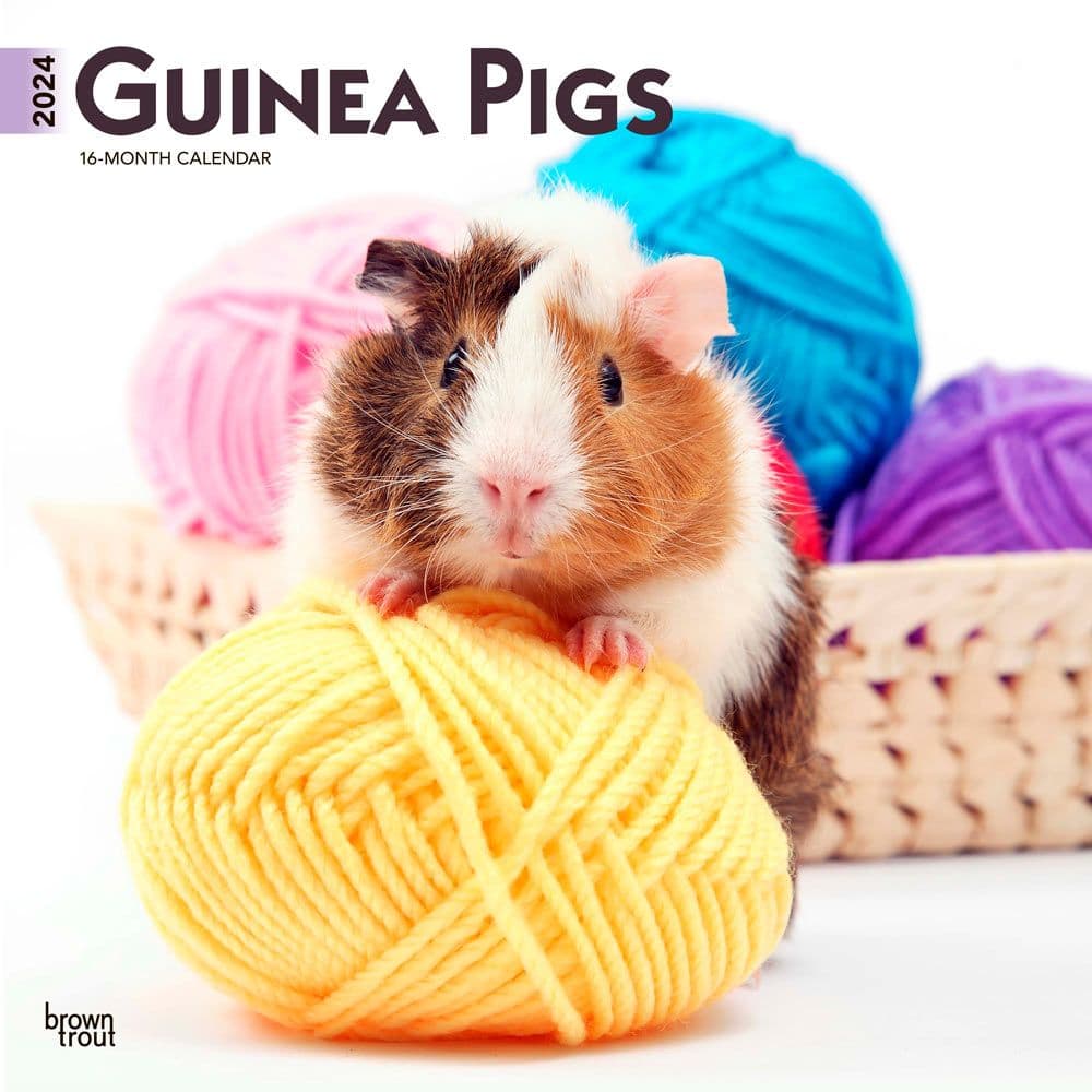 Guinea Pigs 2024 Wall Calendar