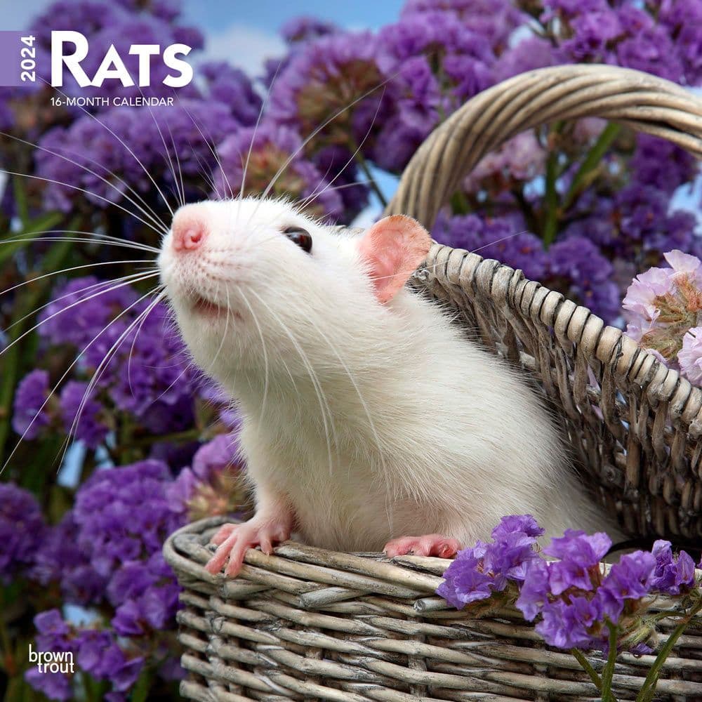 Rats 2024 Wall Calendar