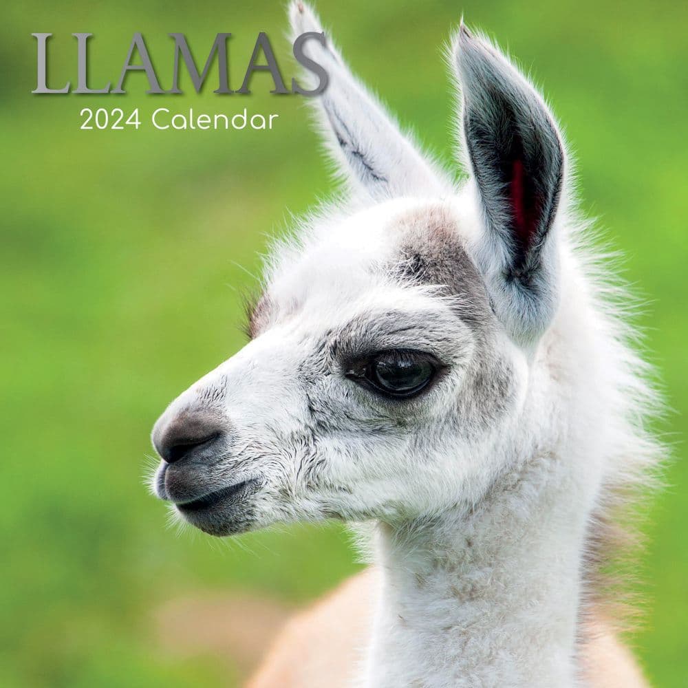 Llamas 2024 Wall Calendar