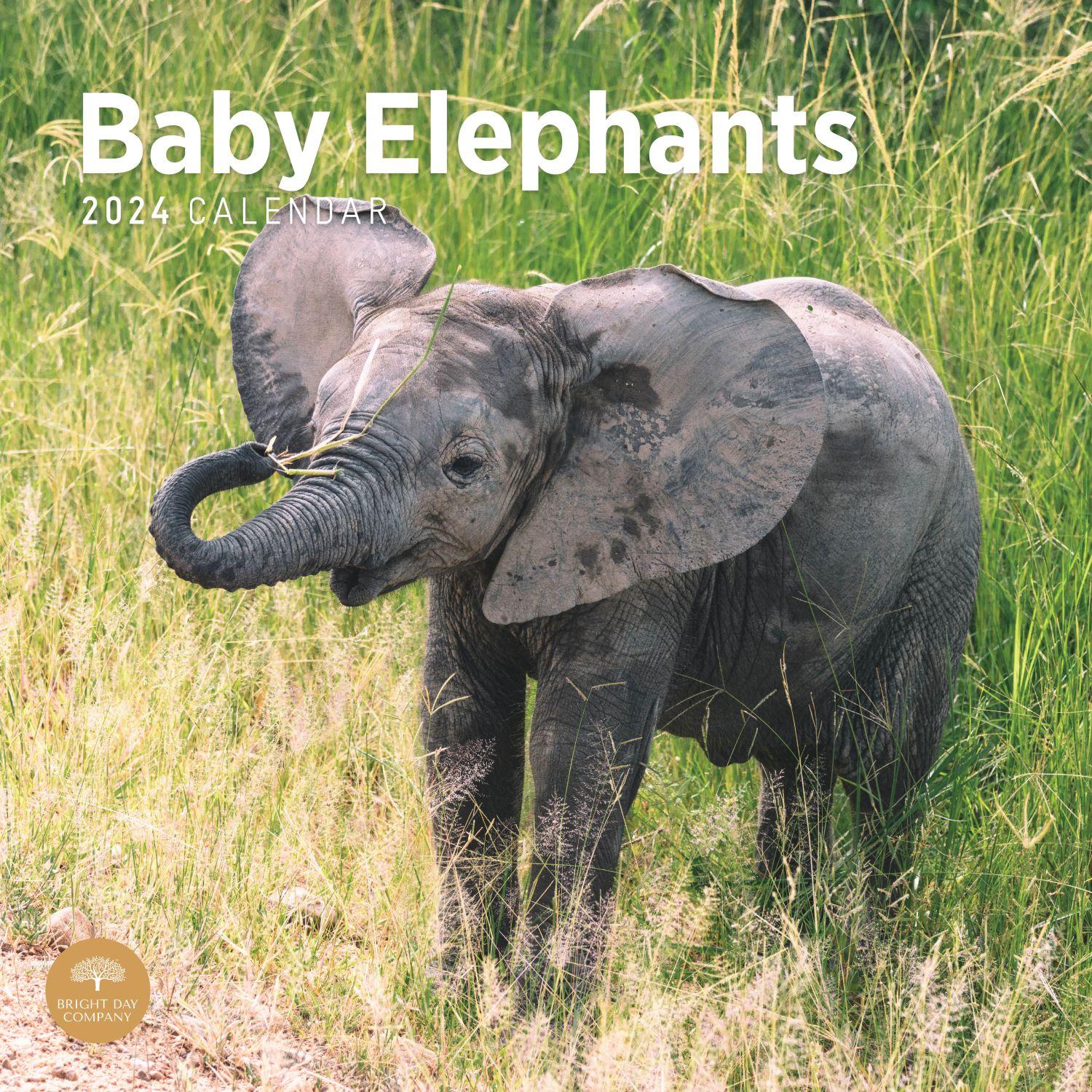 Baby Elephants 2024 Wall Calendar