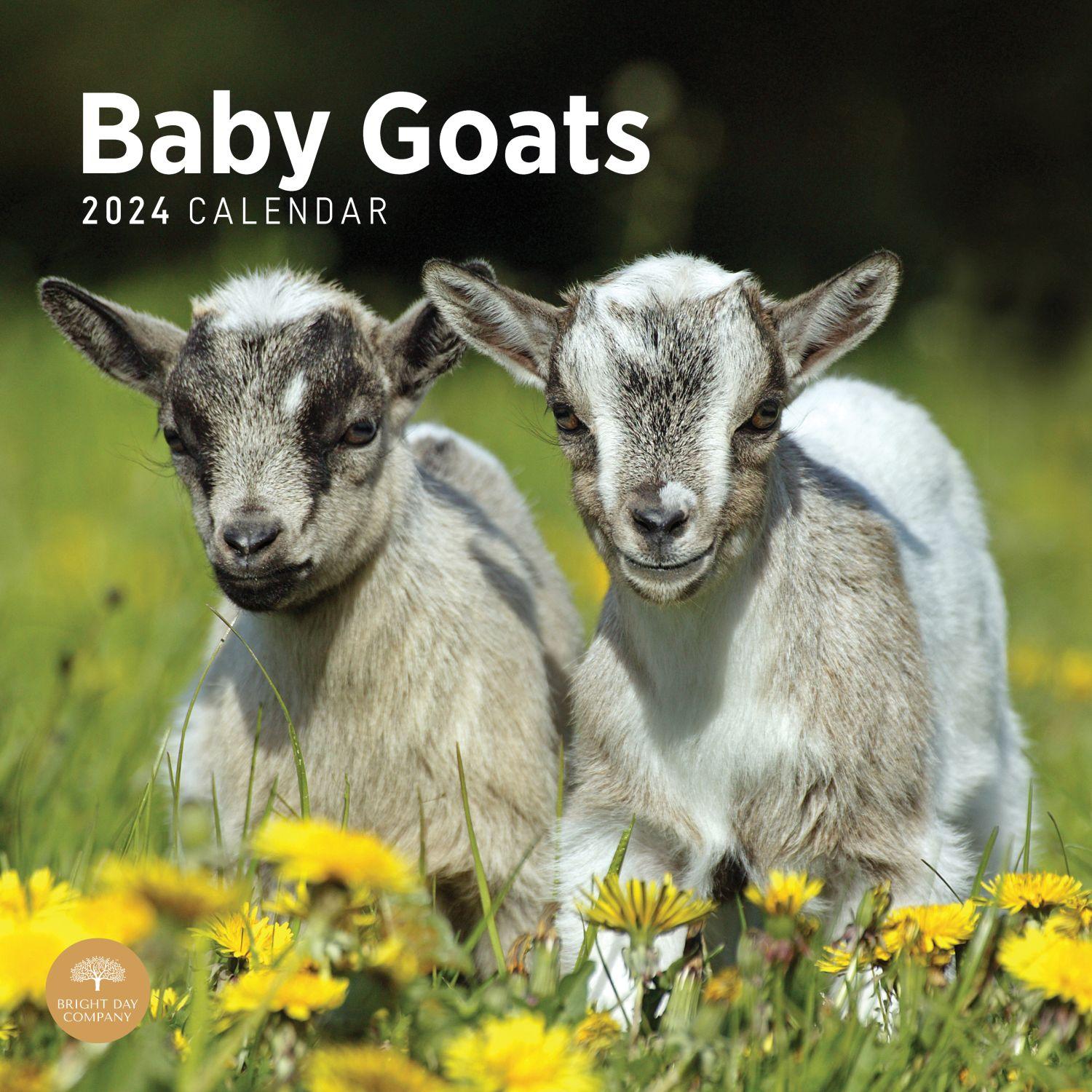 Baby Goats 2024 Wall Calendar