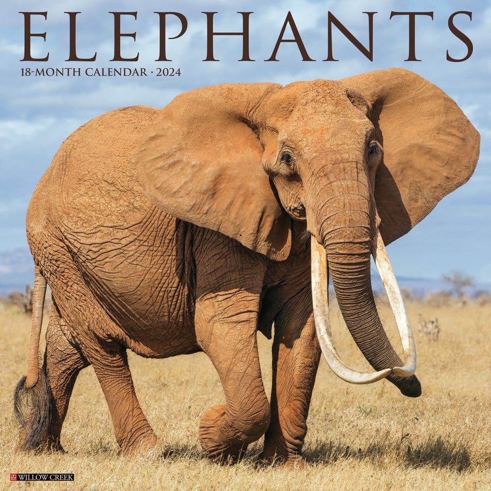 Elephants 2024 Wall Calendar