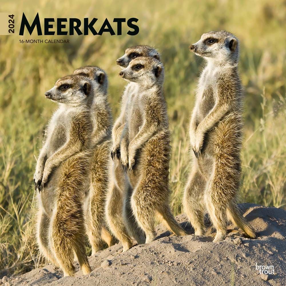 Meerkats 2024 Wall Calendar