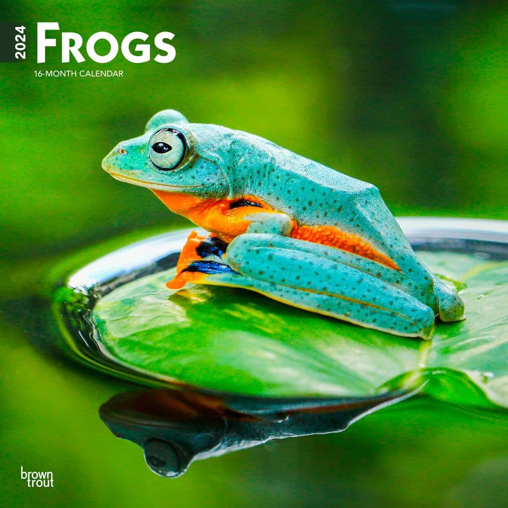 Frogs  2024 Wall Calendar